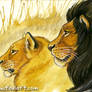 Kalahari Lions