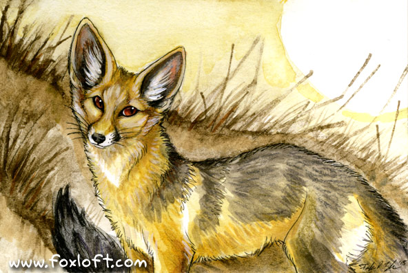 Cape Fox