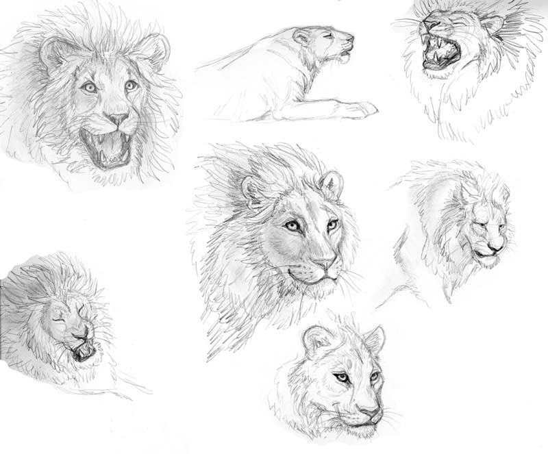 Lion Study 1