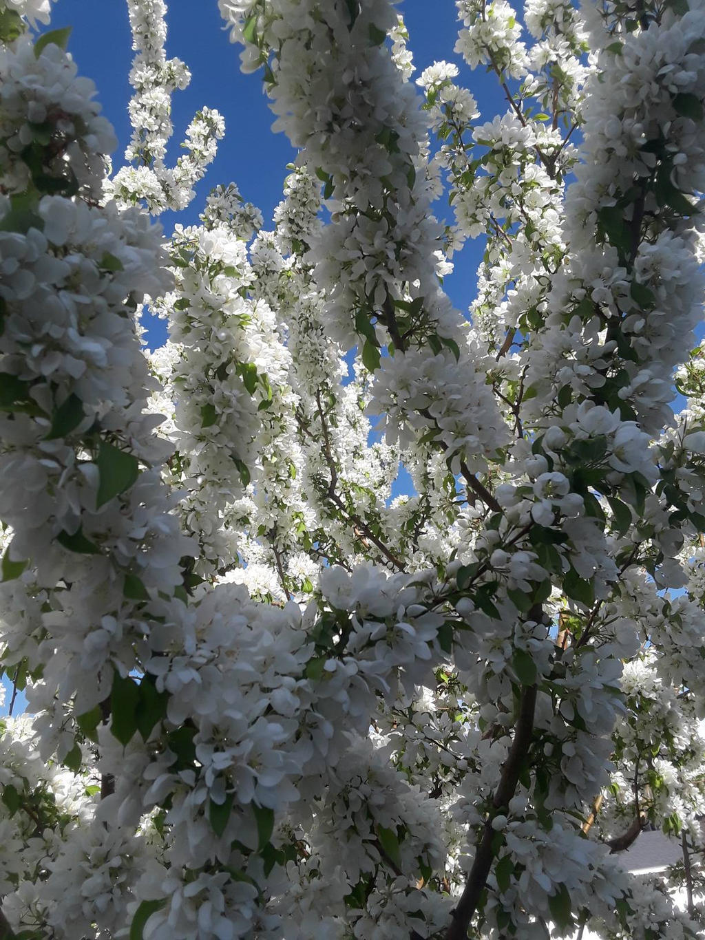 tree buds