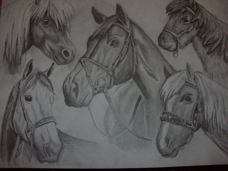 Horses