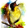 bird watercolour