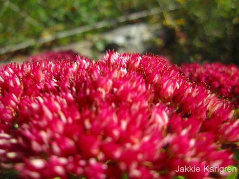 Bed of flowers