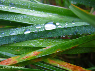 Rain On A Grass