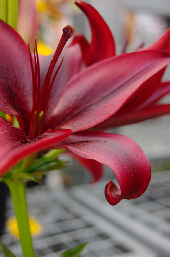 Blood Red Lily by barefeetinwetgrass on DeviantArt