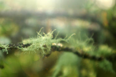 Mystical Moss