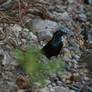 Birdy on stone