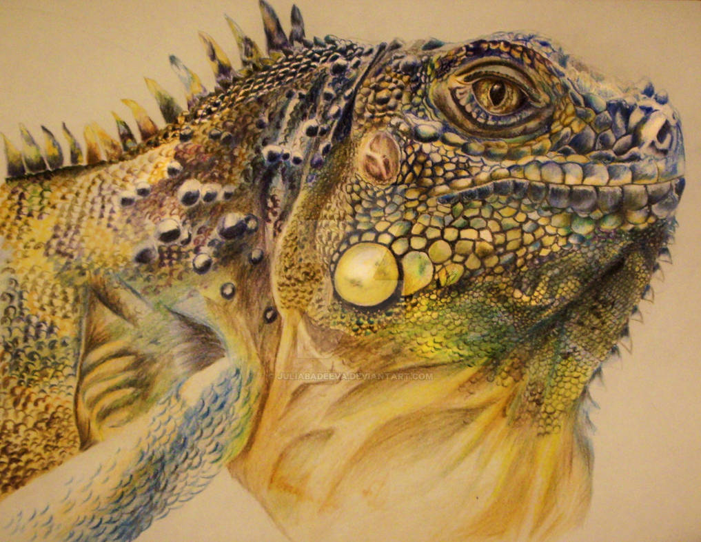 Iguana by JuliaBadeeva Iguana by JuliaBadeeva