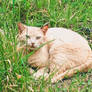 Cat Laying In The Grass