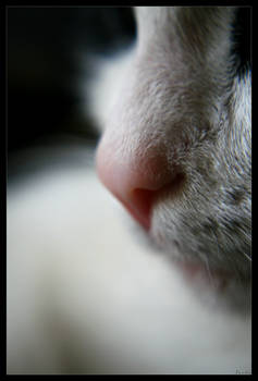 Sweet nose