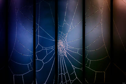 Spider web