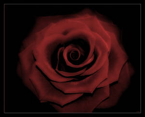 Red rose