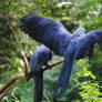 Hyacinth Macaw 01