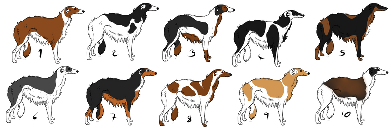 *lower price* Borzoi adopt-OPEN