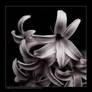 Dark Flowers VI