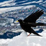 mountain crow