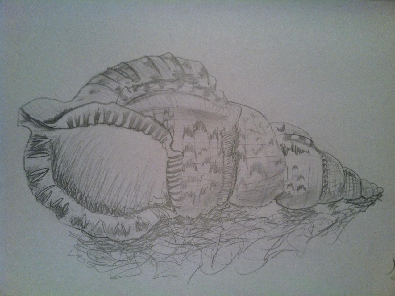 Realistic Conch Shell by RoseRamhorn on DeviantArt