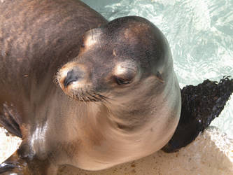 California Sea Lion