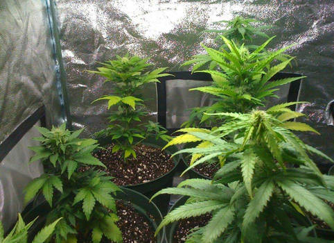 Cannabis Ruderalis Seeds