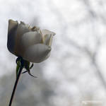 marble rose by akthuro