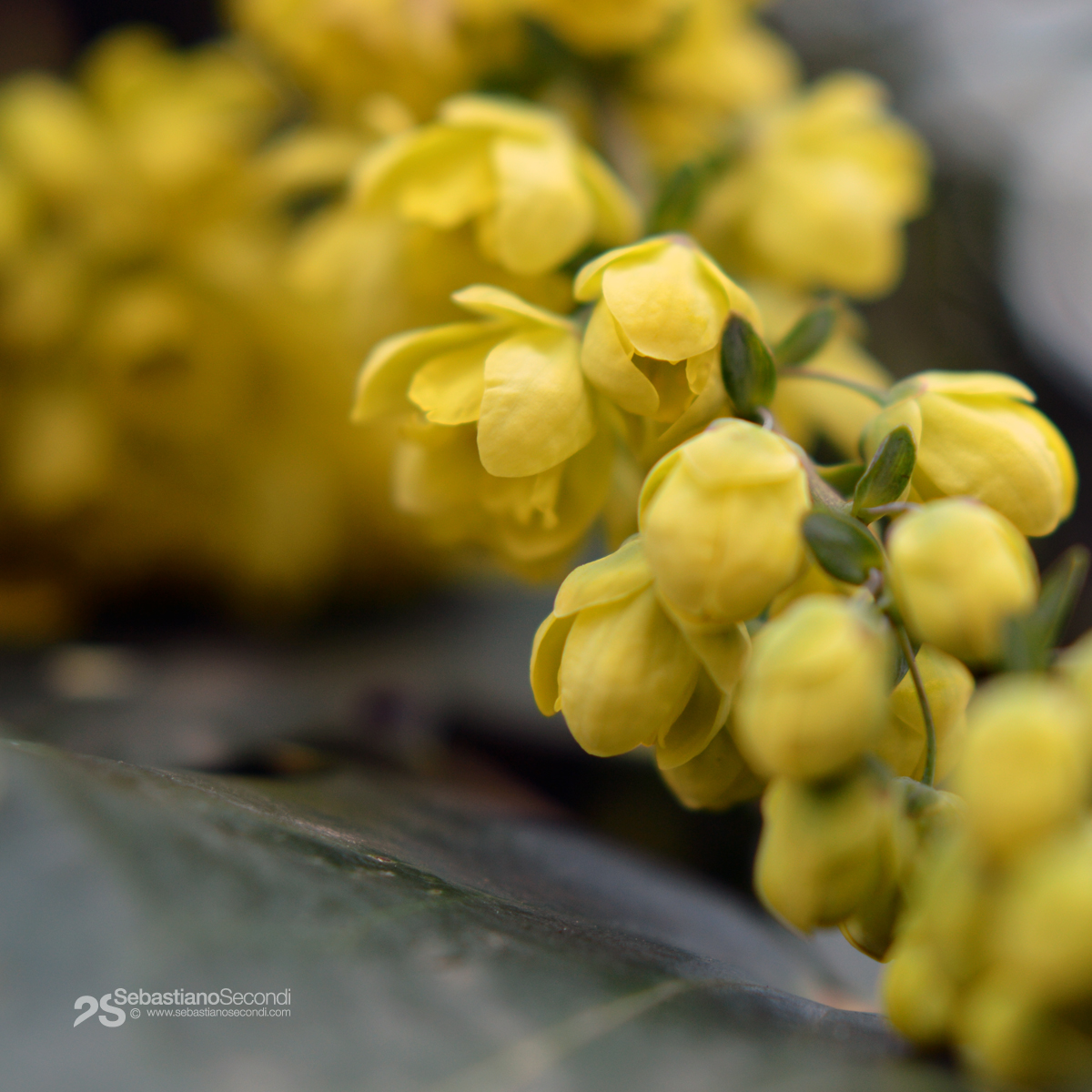 behaving in yellow