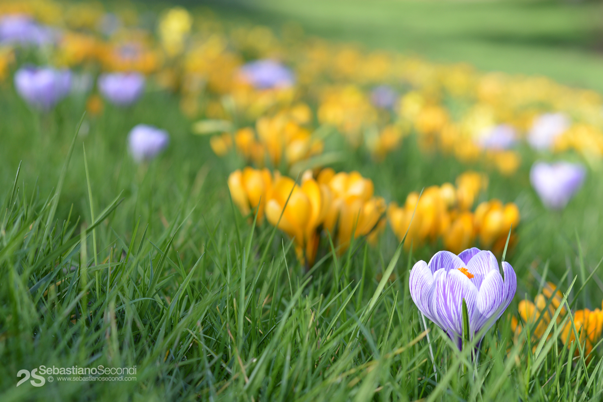 happy field