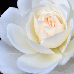 heart of cream