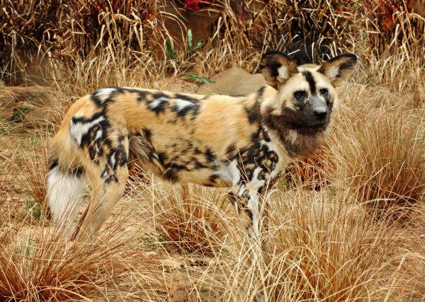 African Wild Dog 3