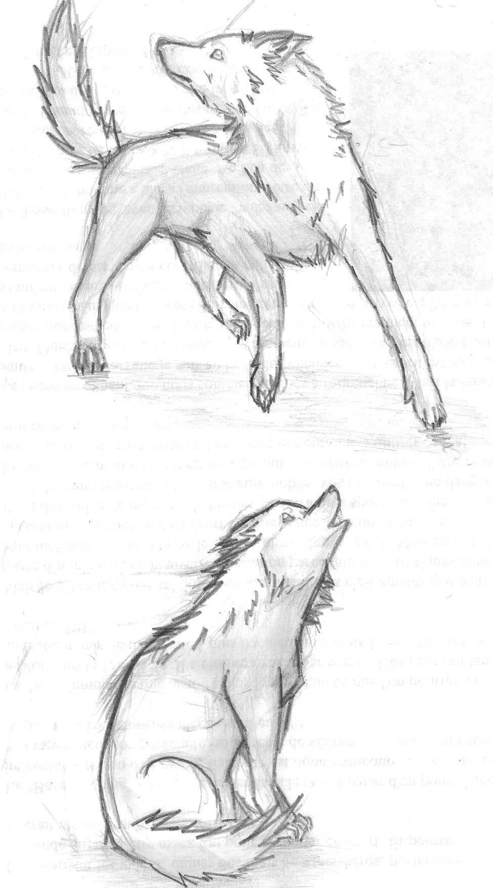 wolf stances