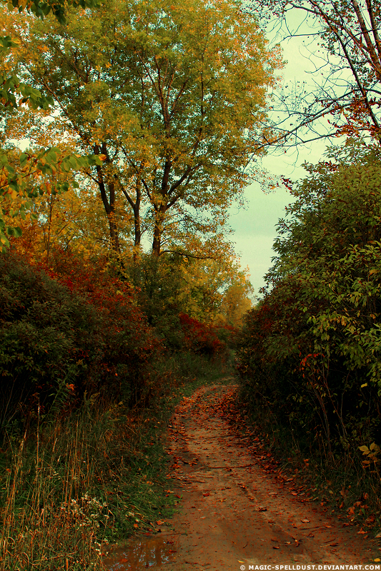 Vibrant Path