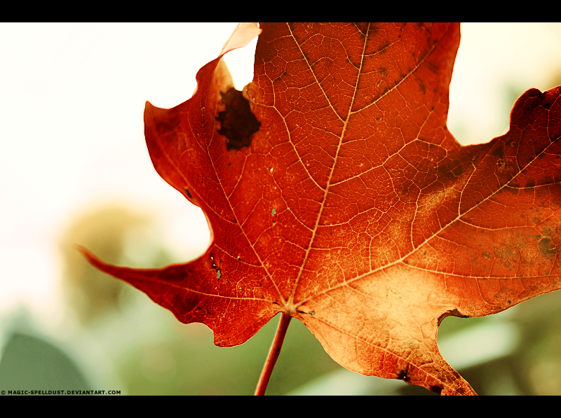 The Flames of Nature