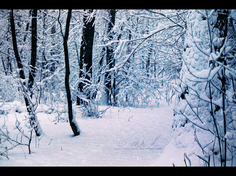 Winter Walk Through the Woods