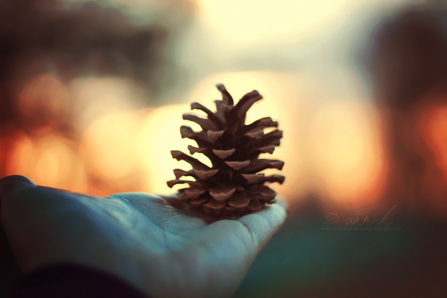 I Am a Pinecone