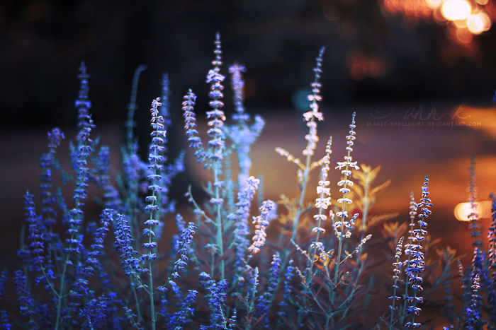 Lavender Sunset