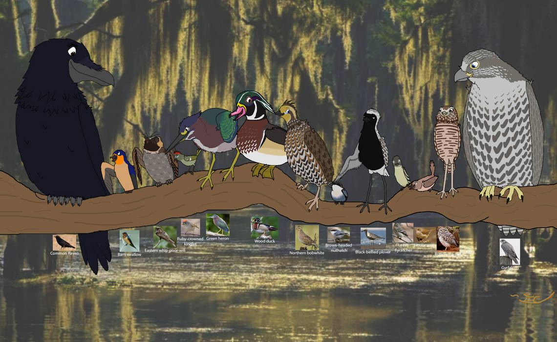 Birds Deviantart My Friends and I as Birds by naturegnatiggy on DeviantArt