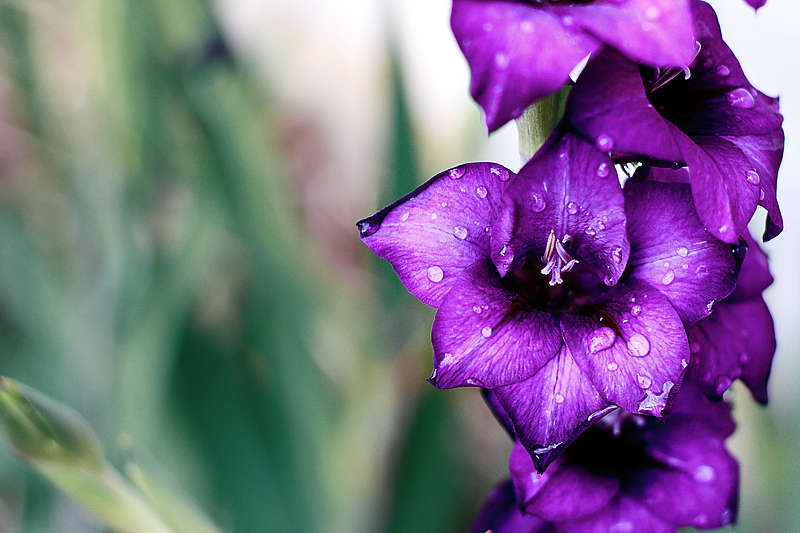 Another Generic Flower Shot