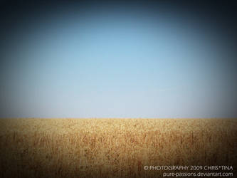 Wheat field