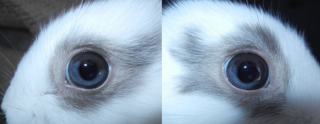 Heterochromia Melody by WinterCosplay