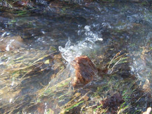 Water and leaf