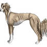 Saluki