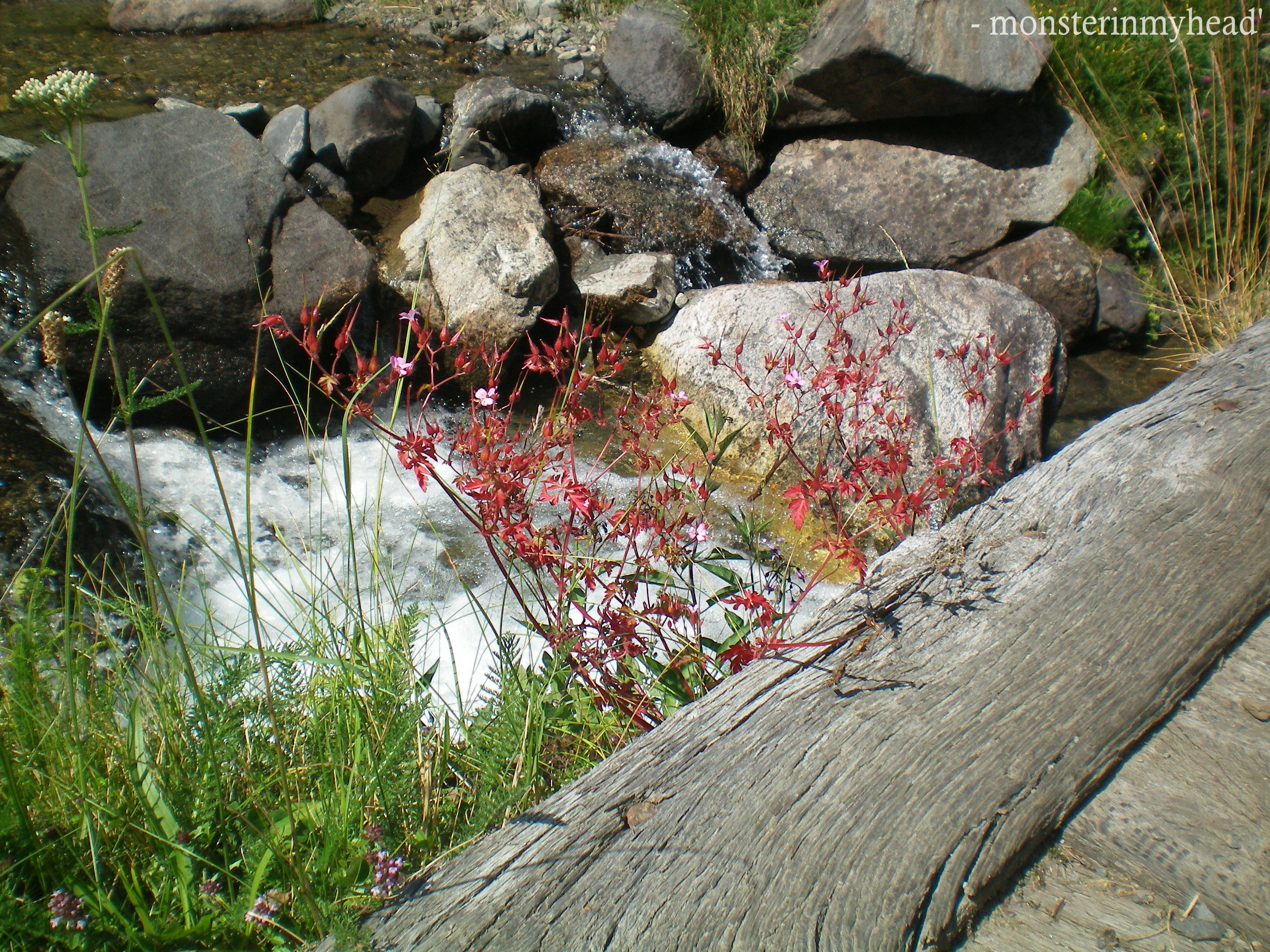 Flowers by the river