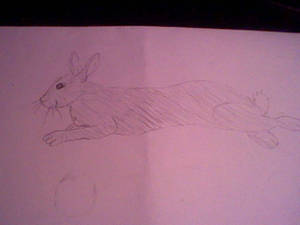 desert cottontail (a rabbit)