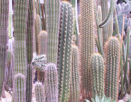 Cacti Stock
