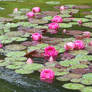 Water Lily Pond 2 Stock