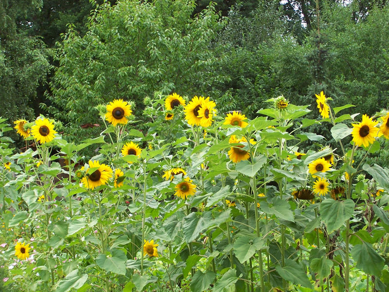 Sunflowers Stock