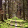 Forest Path Spring Stock