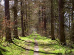 Forest Path Spring Stock