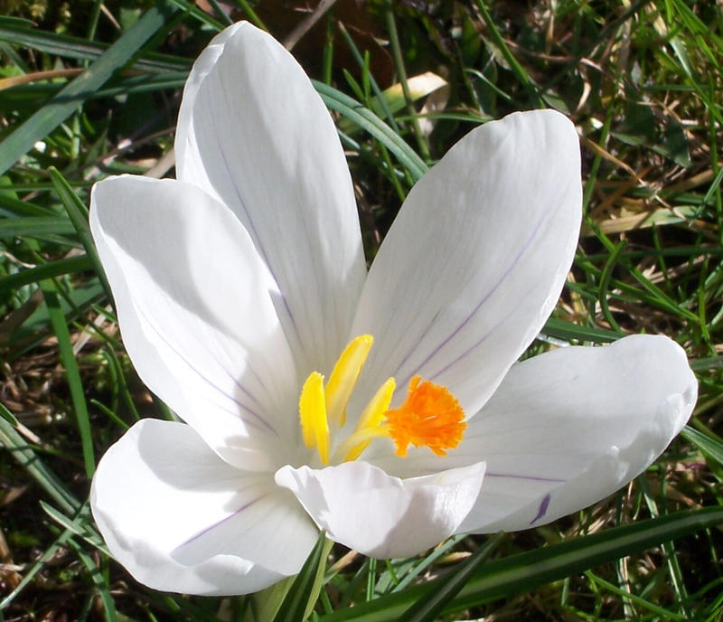 White Crocus Stock