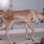 Stuffed Reindeer 2