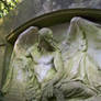 Mossy Angel Face Side Stock